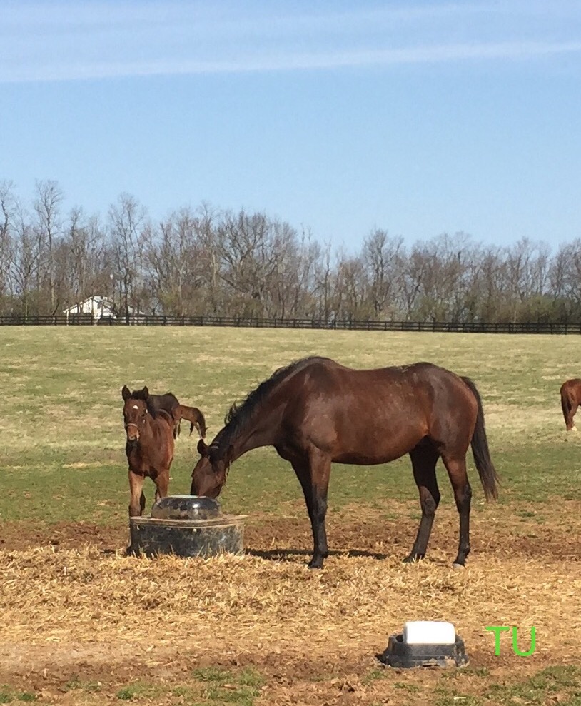 Saxony Farm foal