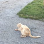 Swaps, the barn cat