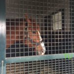 Shackleford at Darby Dan