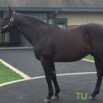 Bernardini, 2006 Travers winner