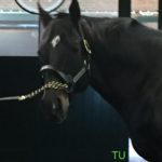 Pioneerof the Nile at WinStar