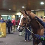 Catch A Glimpse at Fasig- Tipton
