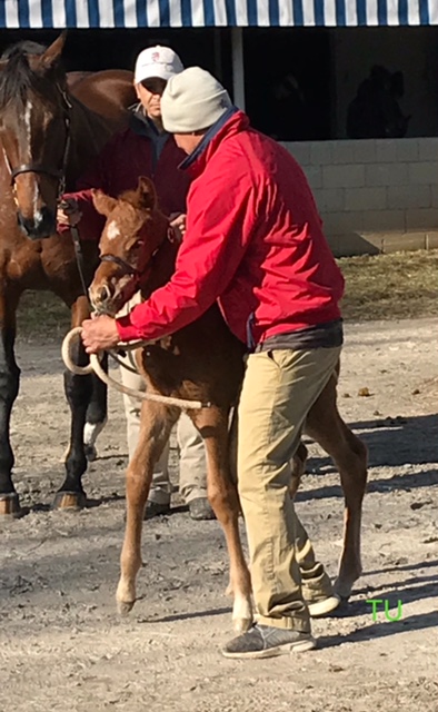 Moonshine Bertie with her Speighster filly attend the January Keeneland Sale