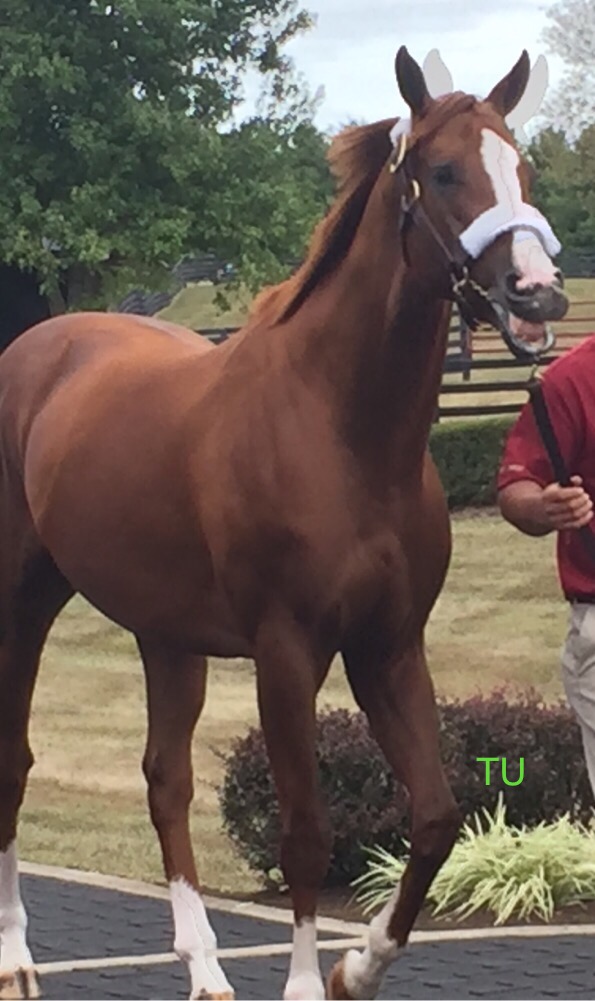 My favorite picture of California Chrome!