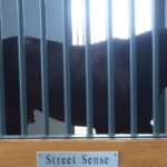 Street Sense, sired by Street Cry, resides at Darley in Lexington, KY.