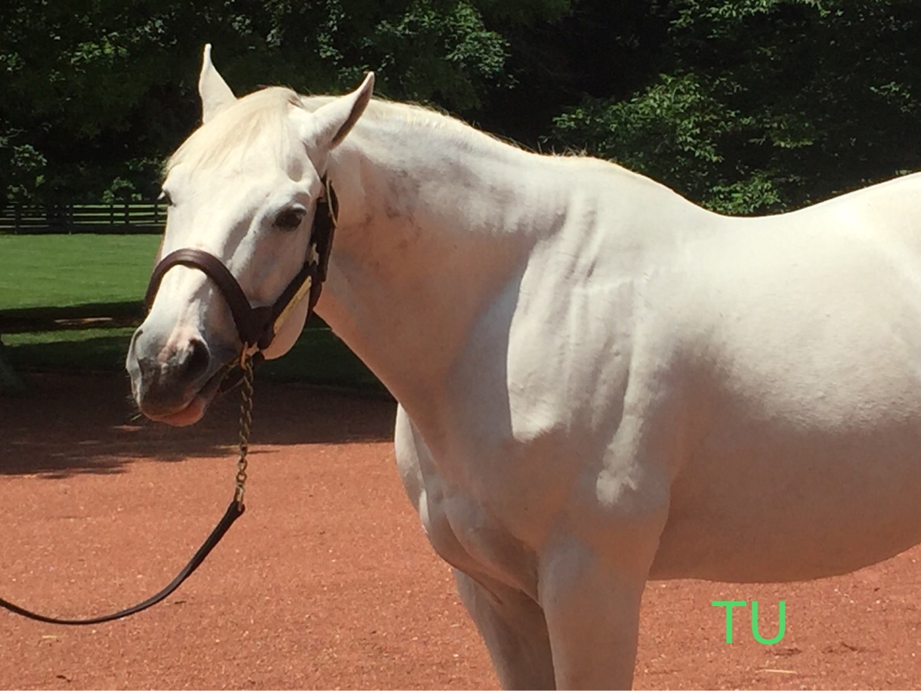 Tapit, sire to several in the 2018 Fountain of Youth Stakes