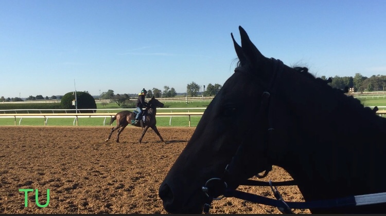 Thoroughbreds train on the main track just days before the Keeneland Fall Meet begins.