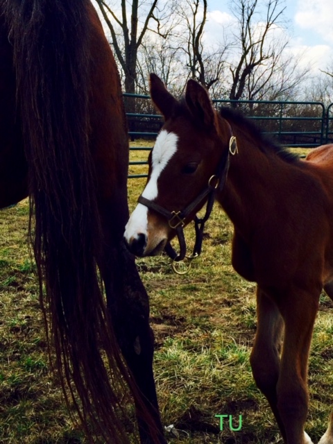 Mr.Money as a foal.