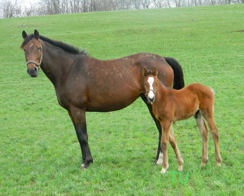 Mr.Money as a foal with his dam Plenty O'Toole.