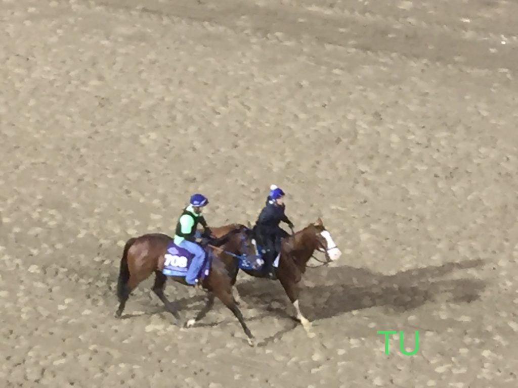 Mr, Money, finished fourth in the Breeders' Cup Juvenile. I have a love/hate relationship with this photo. It is too grainy to be a great picture but so textured and shadowy it reminds me of a watercolor painting. Best of luck to Mr. Money in the Risen Star!