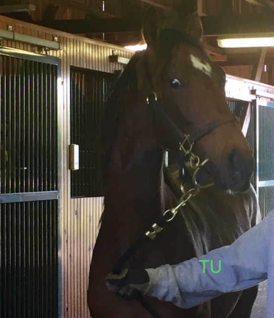 Bourbon War is ready to win his first classic stakes race in the Preakness!