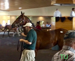 California Chrome and Exchange Funds bred to create hip 205, a very nice filly for Fasig-Tipton, July.