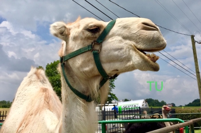 Even the camels are happy at Ellis Park.