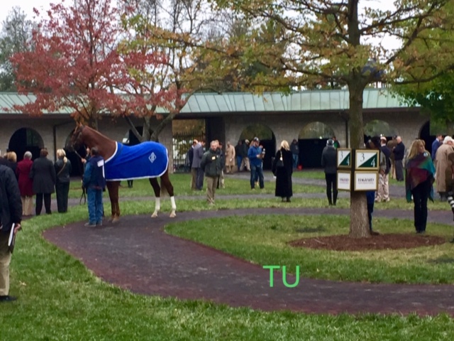 Fall in the paddock at Keeneland.