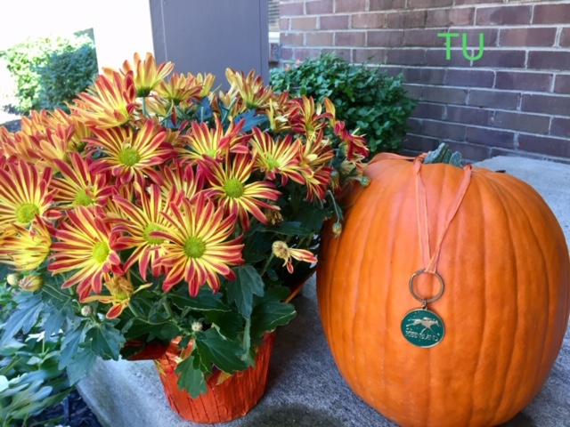 Fall to me is mums, pumpkins and the finest Thoroughbred racing.  I love Keeneland.