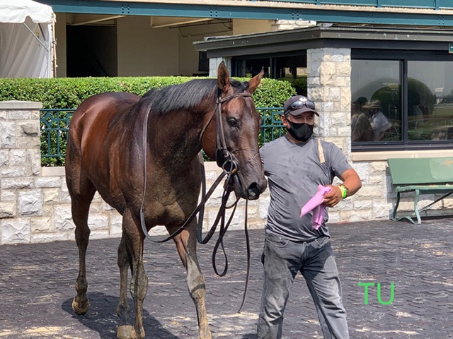 Admire heads back to the barn to cool down following her win at the Keeneland Summer meet.