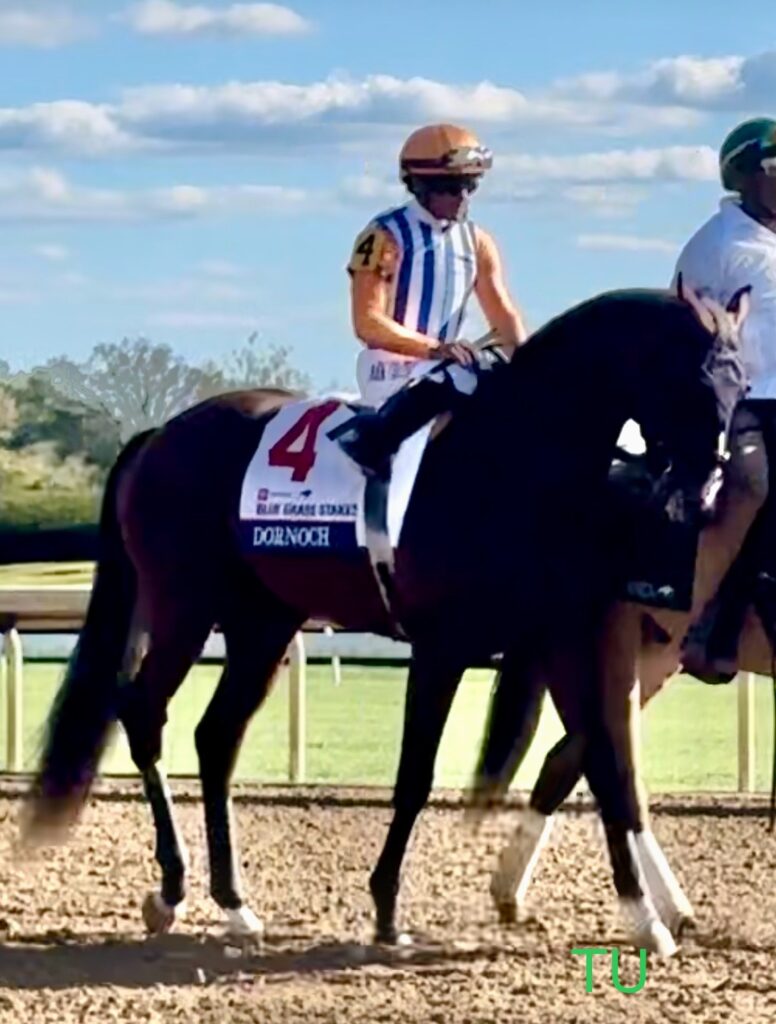 Dornoch raced twice at Keeneland before winning the Belmont Stakes.  He is the morning-line favorite to take the Travers Stakes. 