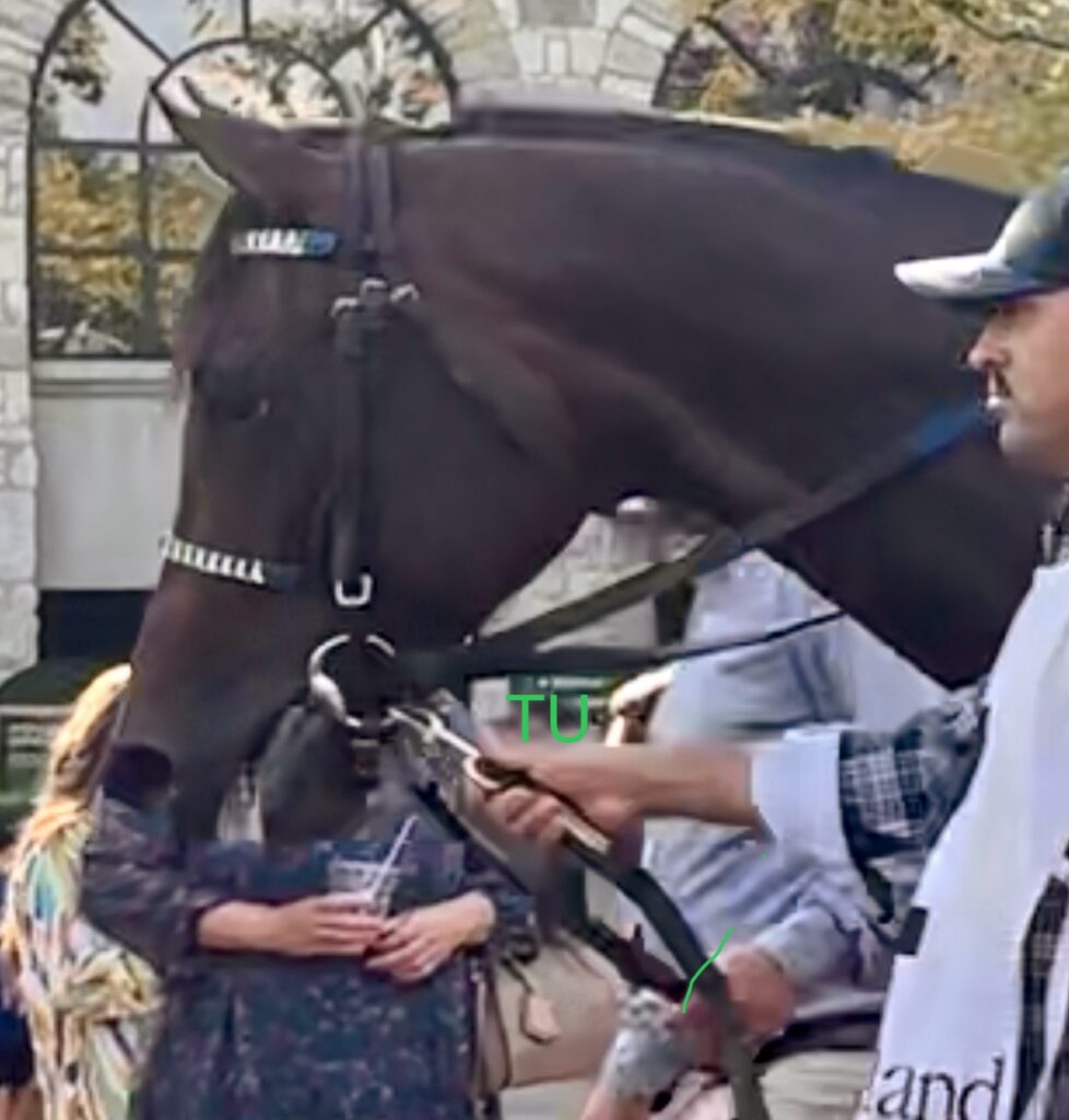 Render Judgement is ranked on the Kentucky Derby leaderboard with points from 2 prep races.  